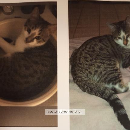 Photo 1/1 Vakero Chat lost in Salindre