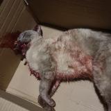 Picture of cat found at Canet