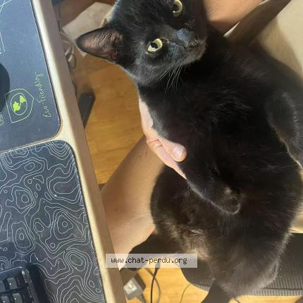 Photo 1/1 noir Chat lost in Tarbes