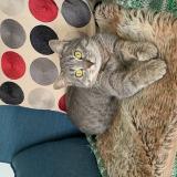 Picture of cat lost at Pornic