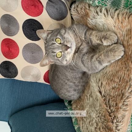 Photo 1/1 Nouette dite Mounette Chat lost in Pornic