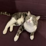 Picture of cat found at Macon