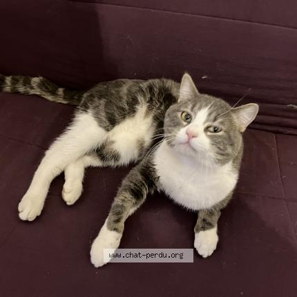 Photo 1/1 Found cat Found in Macon