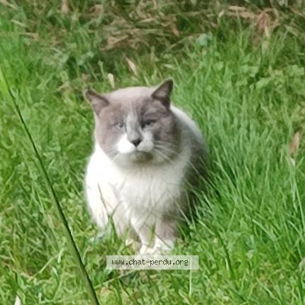 Photo 1/1 Found cat Found in Bayonne