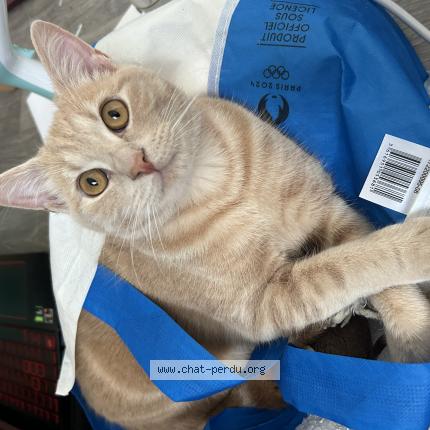 Photo 1/1 Kiwi Chat lost in Lille