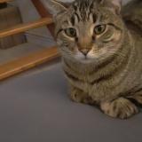 Picture of cat lost at Bouillargues