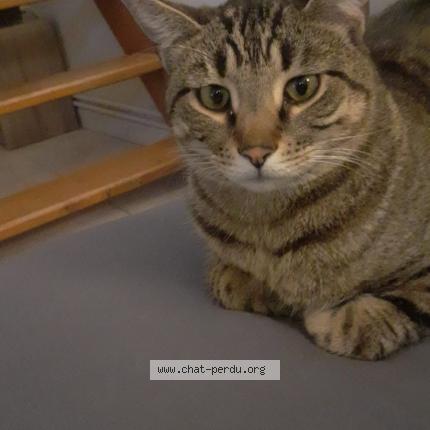 Photo 1/1 TEACH Chat lost in Bouillargues