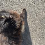 Picture of cat found at Sannois