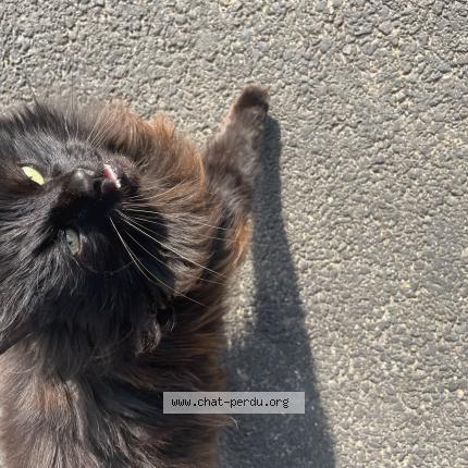 Photo 1/1 Found cat Found in Sannois