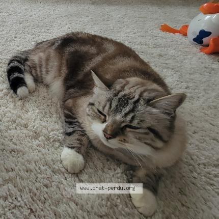 Photo 1/3 Grizou Chat lost in Sessenheim