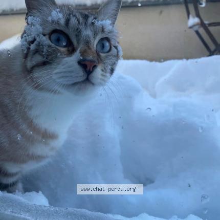 Photo 2/3 Grizou Chat lost in Sessenheim