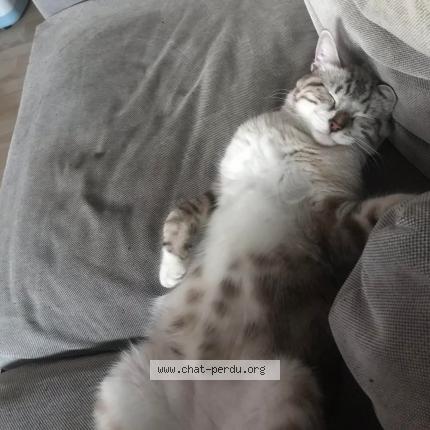 Photo 3/3 Grizou Chat lost in Sessenheim