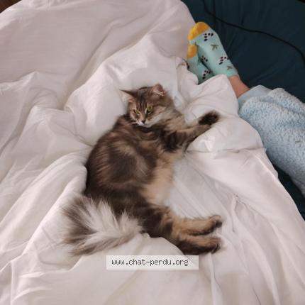 Photo 1/1 Chanel Chat lost in Wassy