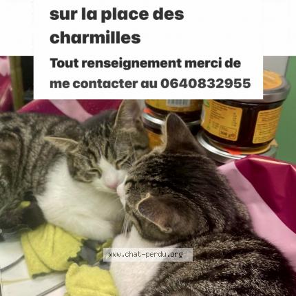 Photo 1/1 ahmed aboulghazi Chat lost in Longjumeau