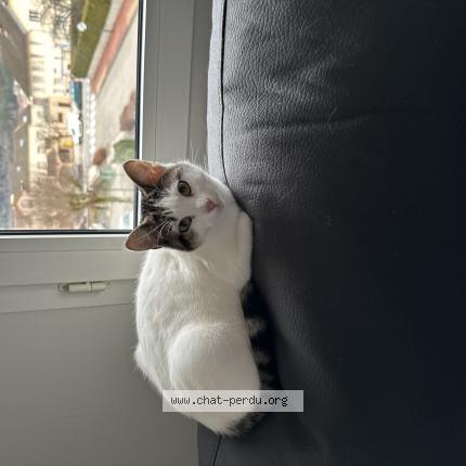 Photo 1/1 Kira Chat lost in Bellignat