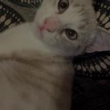 Picture of cat lost at Limony