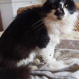 Picture of cat found at Clermont 40