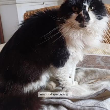 Photo 1/1 Cat reunited Found in Clermont 40