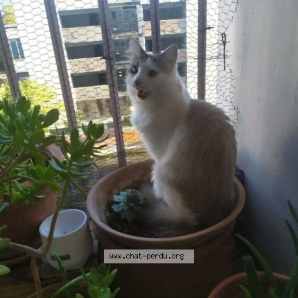 Photo 1/1 yoda Chat lost in Bordeaux