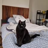 Picture of cat lost at Lamotte Warfuse