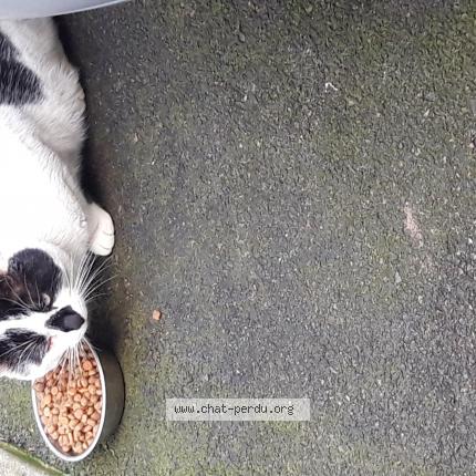 Photo 1/1 Found cat Found in Niort