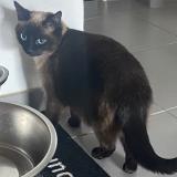 Picture of cat lost at Ozoir La Ferriere