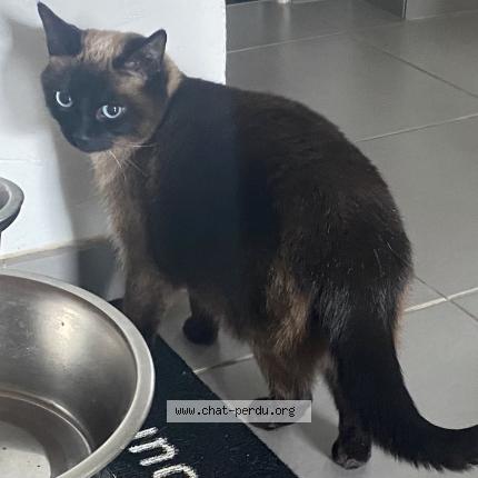 Photo 1/1 Catlaine Chat lost in Ozoir la ferriere