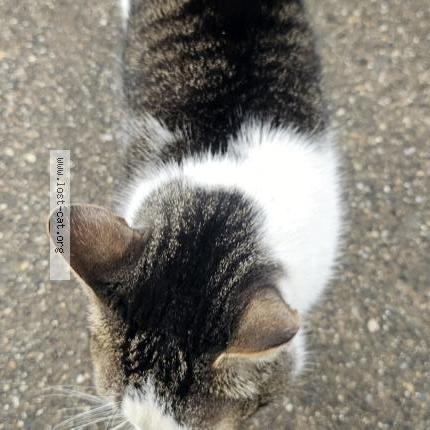 Photo 1/1 Found cat Found in Rutland