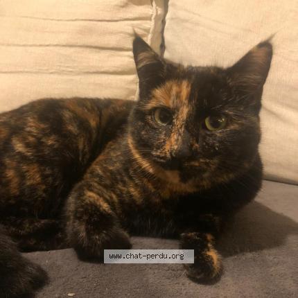 Photo 1/1 Speanut Chat lost in La chapelle sur erdre