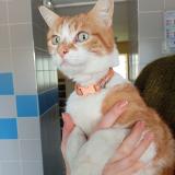 Picture of cat found at Villeneuve D Ascq