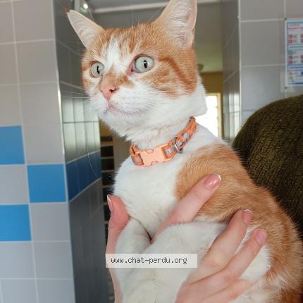 Photo 1/1 Found cat Found in Villeneuve d ascq