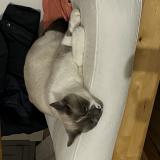 Picture of cat lost at Forest Sur Marque