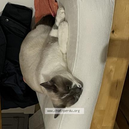 Photo 1/1 Alaska Chat lost in Forest sur marque