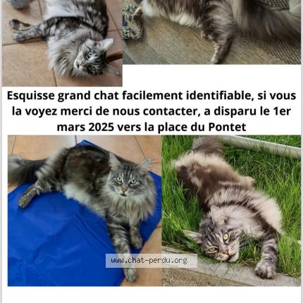 Foto 1/1 Wiedergefundene Katze Verloren in Ecublens