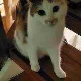 Picture of cat lost at Crepand