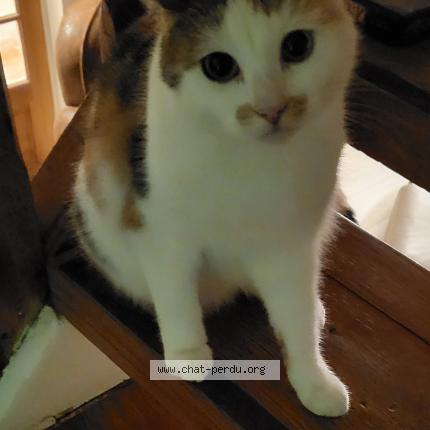 Photo 1/1 Cookie Chat lost in Crepand