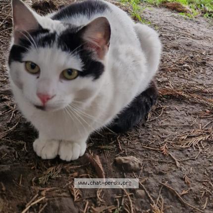 Photo 1/1 Found cat Found in Rouen