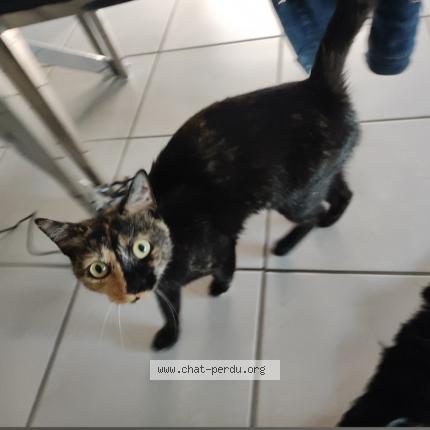 Photo 1/1 Cruella Chat lost in Tours