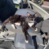 Picture of cat lost at Moustoir Remungol