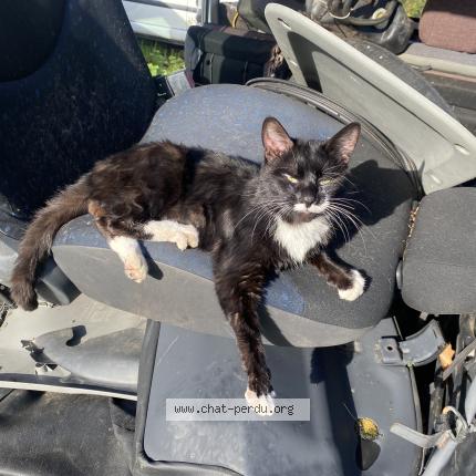 Photo 1/1 Thalès Chat lost in Moustoir remungol