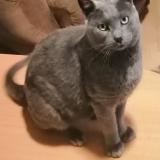 Picture of cat lost at Guichainville