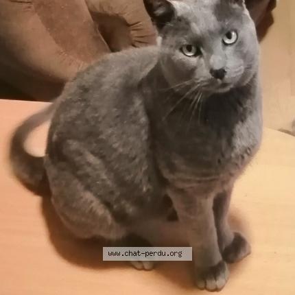 Photo 1/1 Cat reunited Lost in Guichainville