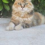 Picture of cat lost at Marguerittes