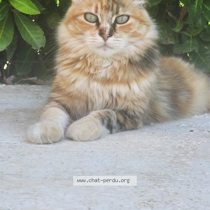 Photo 1/1 MAYA Chat lost in Marguerittes