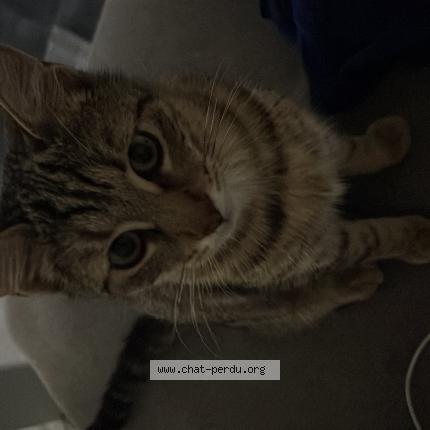 Photo 1/1 Jamal Chat lost in Meximieux