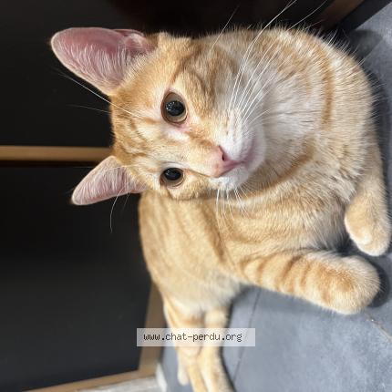 Photo 1/1 Tao Chat lost in Agen