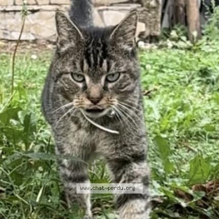 Photo 1/1 Fripouille Chat lost in Champigny