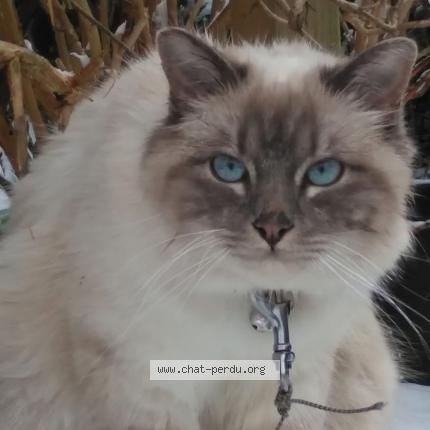 Foto van vermiste kat in Bruxelles