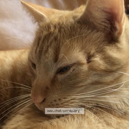 Photo 1/1 Donald Chat lost in Agen