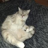 Picture of cat lost at Aulnat